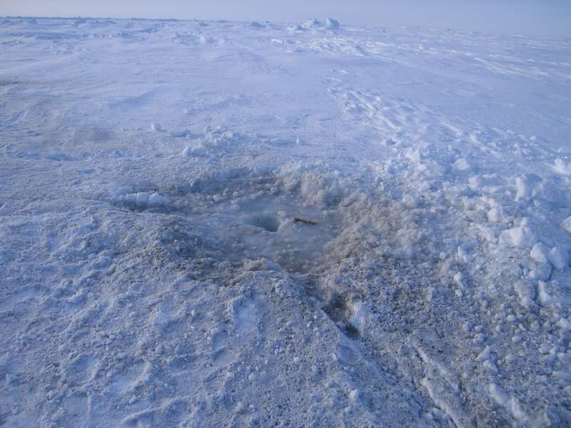 Billedet viser den lille lavning i sneen og isen, som blev skabt af detonationen i sprængsnoren. Selve hovedeksplosionen er der ingen spor af, da den foregår 100 meter nede i havet. Foto: John Boserup.